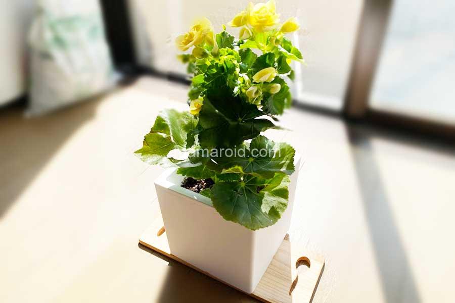 ダイソーのシンプルな スクエア植木鉢 Mamaorid ダイソーのシンプルな スクエア植木鉢 Mamaorid